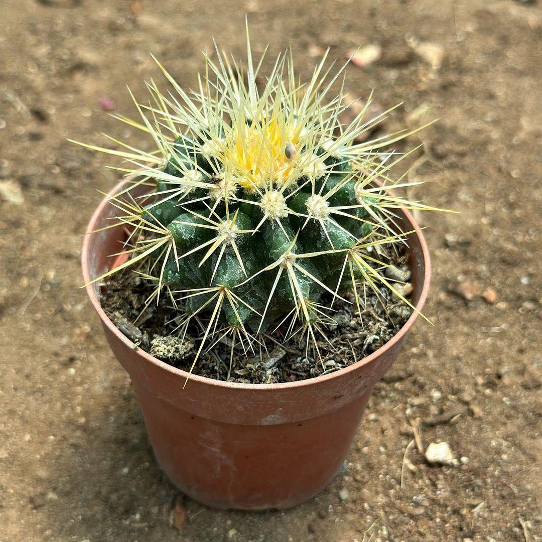 Echinocactus Grusonii - Altın Fıçı Kaktüsü (8 lik Saksıda)