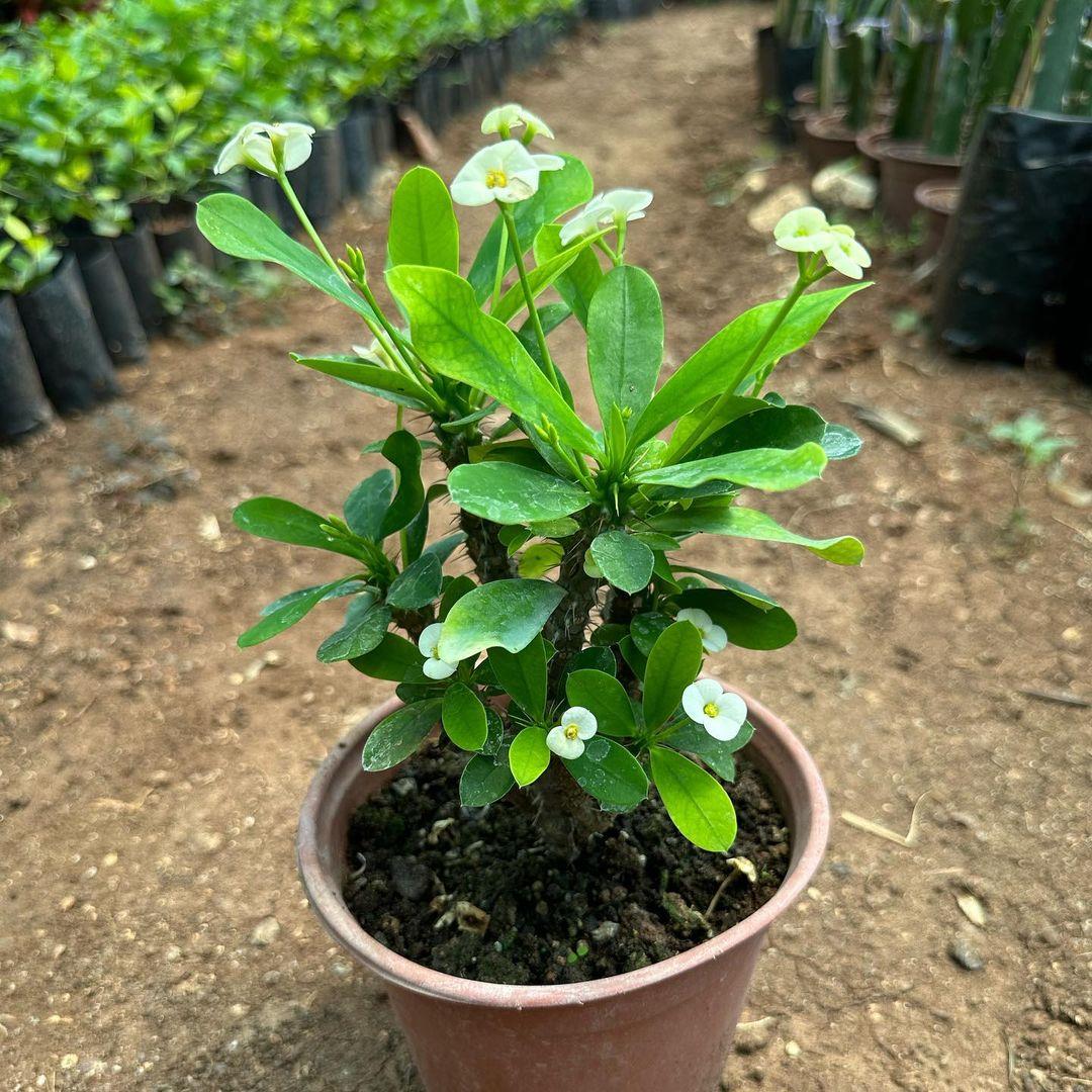 Mega Boy Euphorbia Milli Dikenler Tacı Çiçeği (BEYAZ)