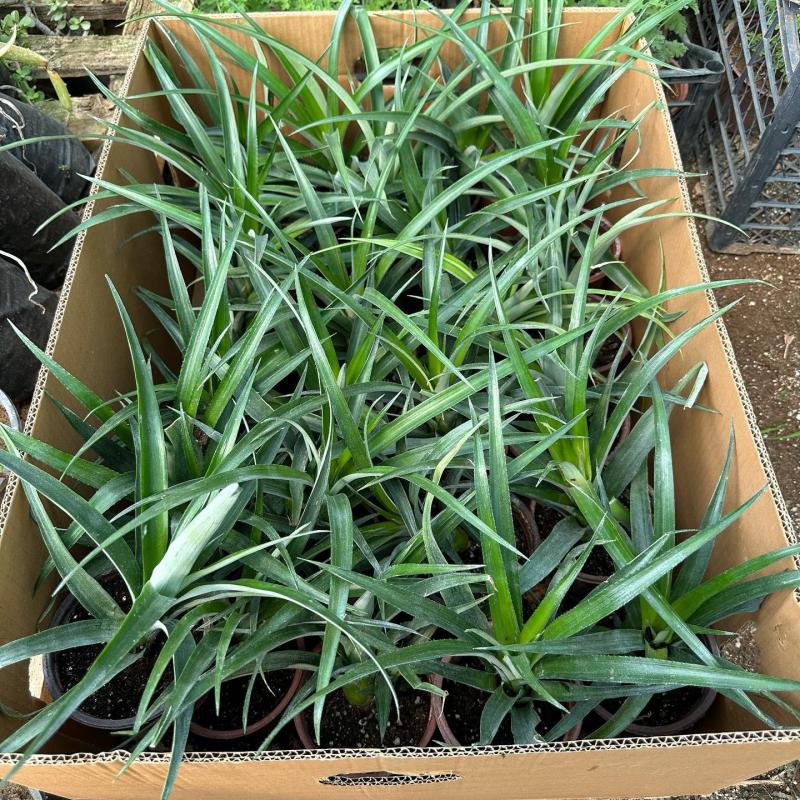 Saksıda Ananas Meyvesi Fidanı (Sugarloaf Cinsi)