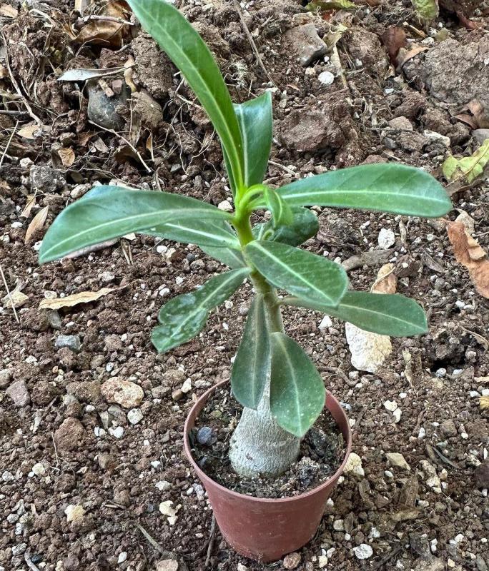 5.5 luk Saksıda Kırmızı Adenium Çöl Gülü Çiçeği Fidanı