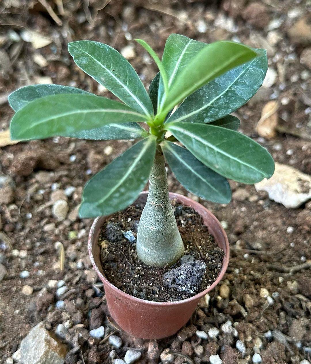 5.5 luk Saksıda Kırmızı Adenium Çöl Gülü Çiçeği Fidanı