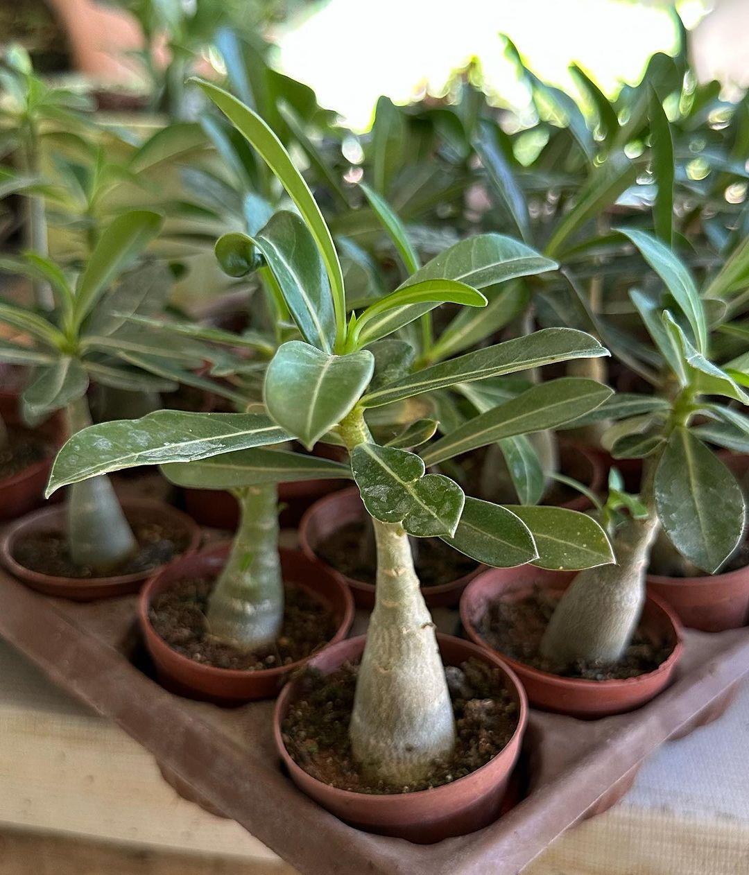 5.5 luk Saksıda Kırmızı Adenium Çöl Gülü Çiçeği Fidanı