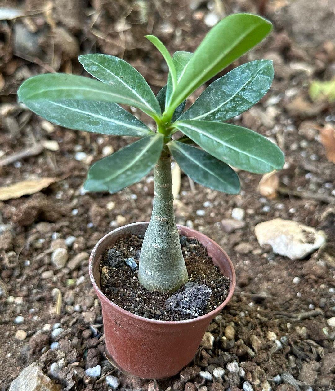 5.5 luk Saksıda Kırmızı Adenium Çöl Gülü Çiçeği Fidanı