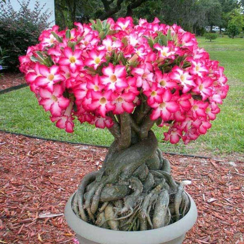 5.5 luk Saksıda Adenium Çöl Gülü Çiçeği Fidanı