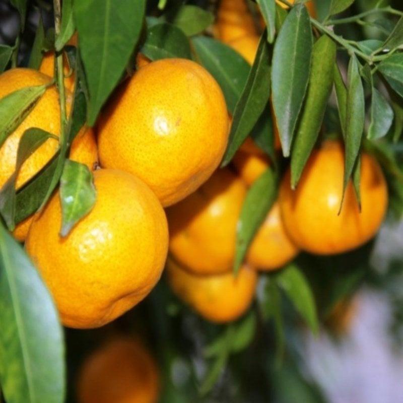 Bodur Çekirdeksiz Geleneksel Bodrum Mandalinası (Tüplü)