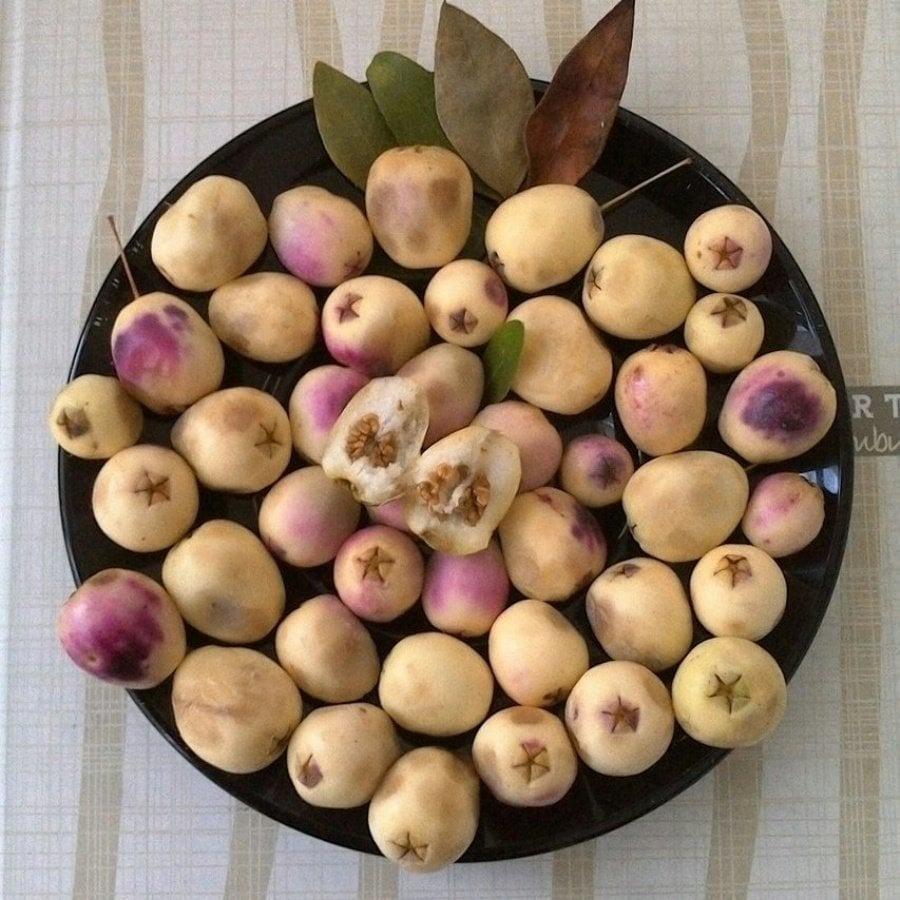 Meyve Verir Durumda Tüplü Beyaz Hambeles (Murt) Fidanı