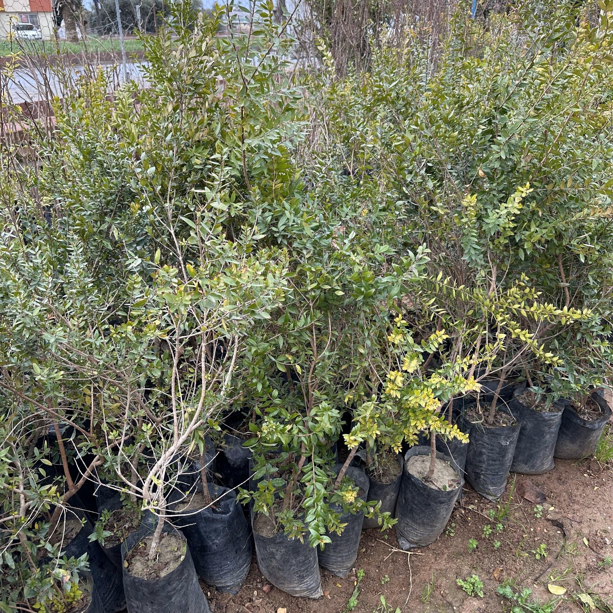 Meyve Verir Durumda Tüplü Beyaz Hambeles (Murt) Fidanı