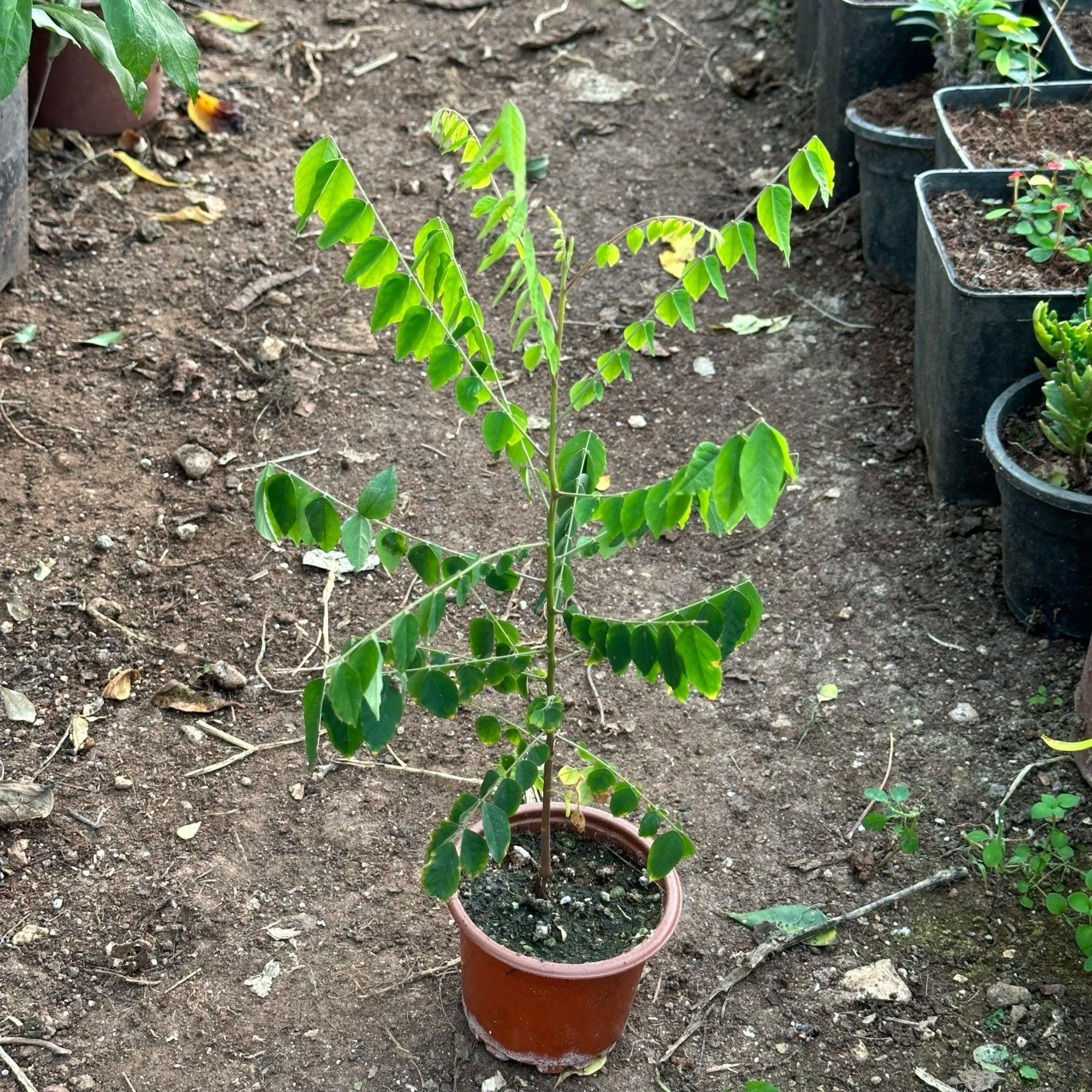 Carambola (Yıldız Meyvesi) Star Fruit Fidanı