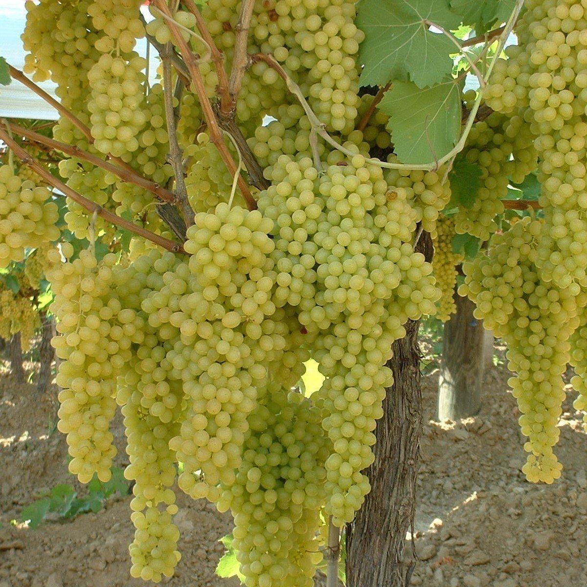 Yellow Razaki Tüplü Üzüm Fidanı