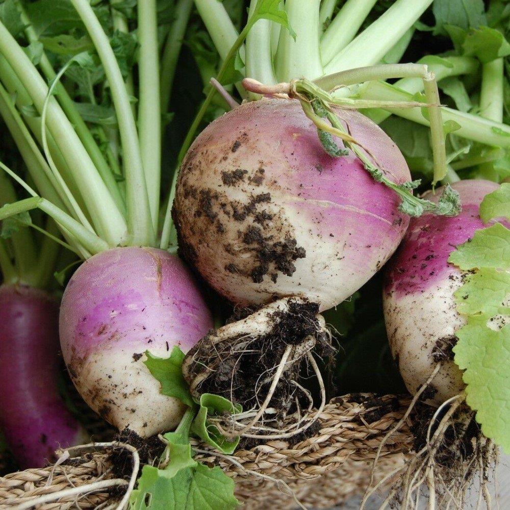 Şalgam Turpu (Turnip) Tohumu 10 gr Paket