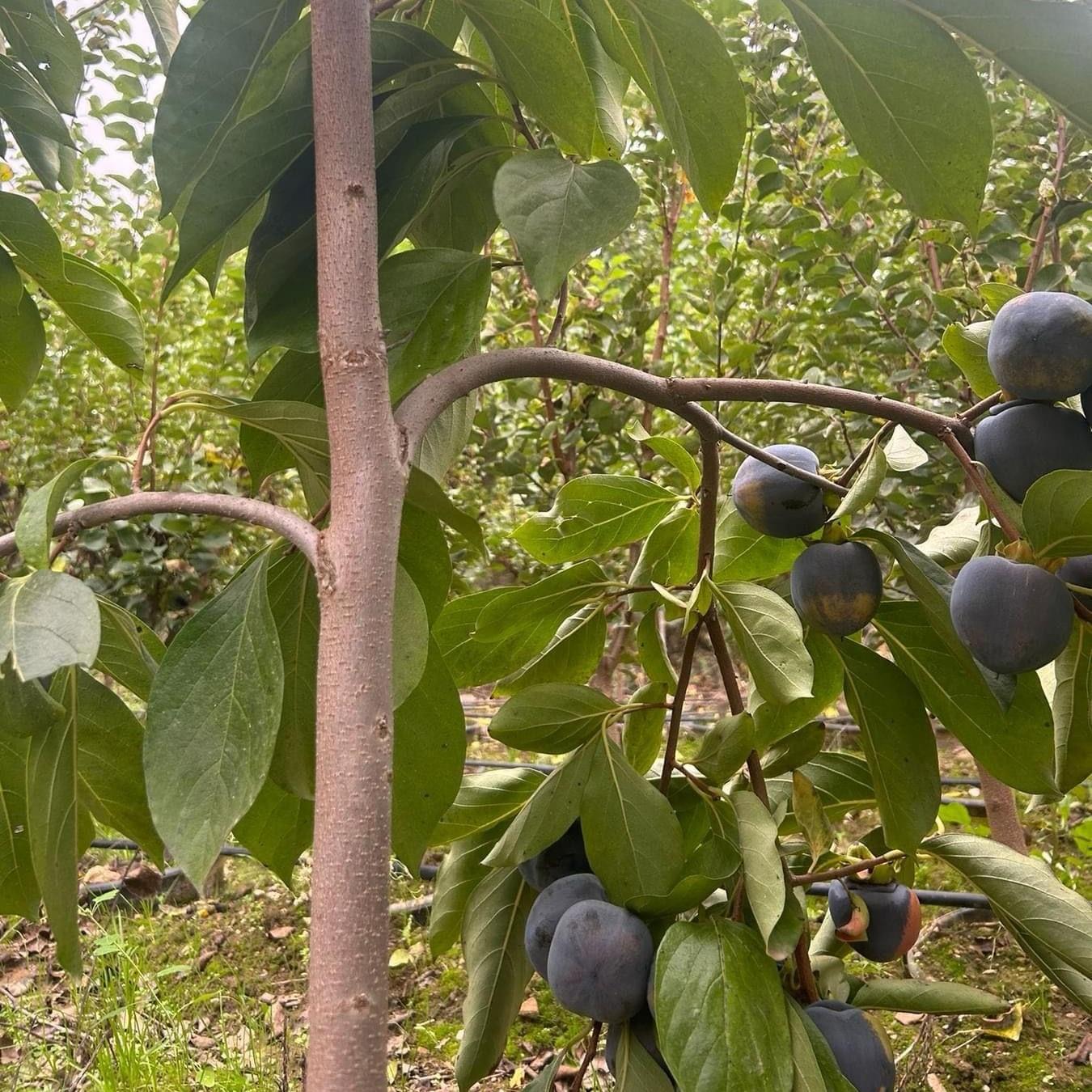 Özel Tür Tüplü ve Aşılı Black (Siyah) Trabzon Hurma Fidanı (Diospyros Kaki L.)