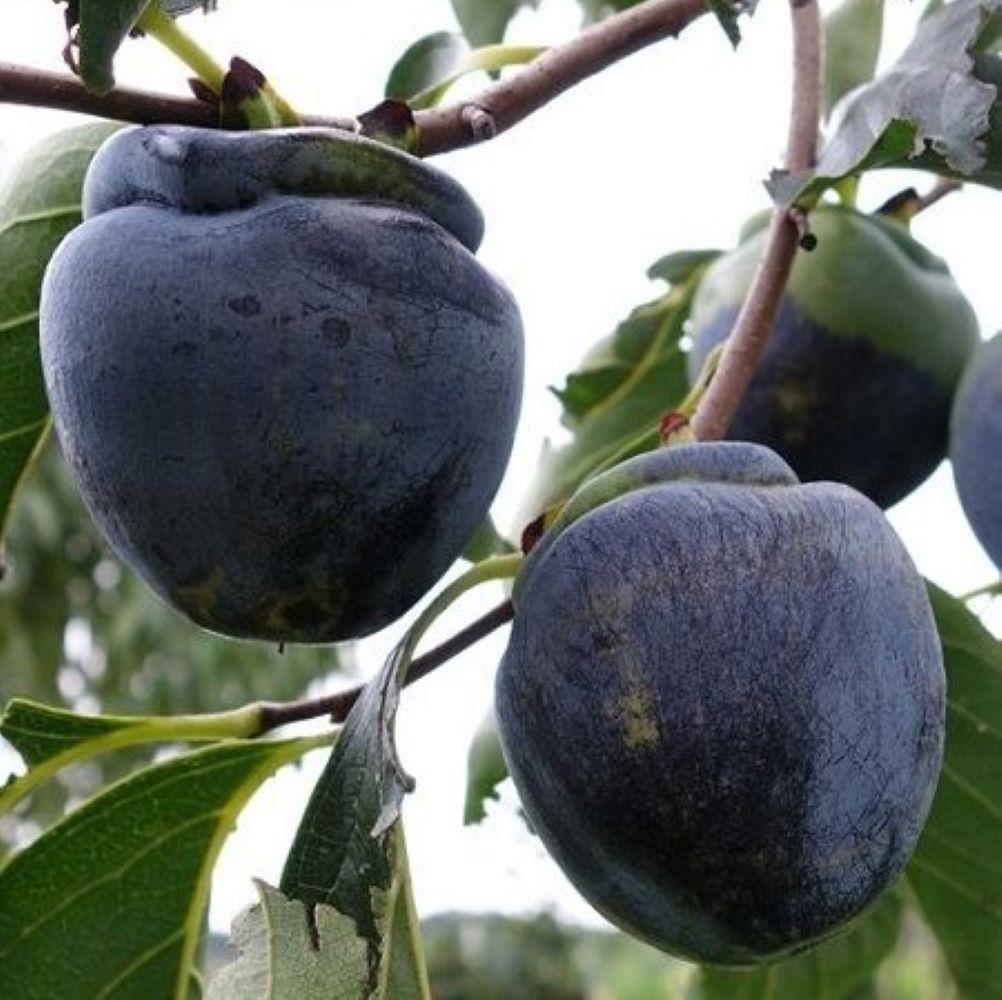 Özel Tür Tüplü ve Aşılı Black (Siyah) Trabzon Hurma Fidanı (Diospyros Kaki L.)