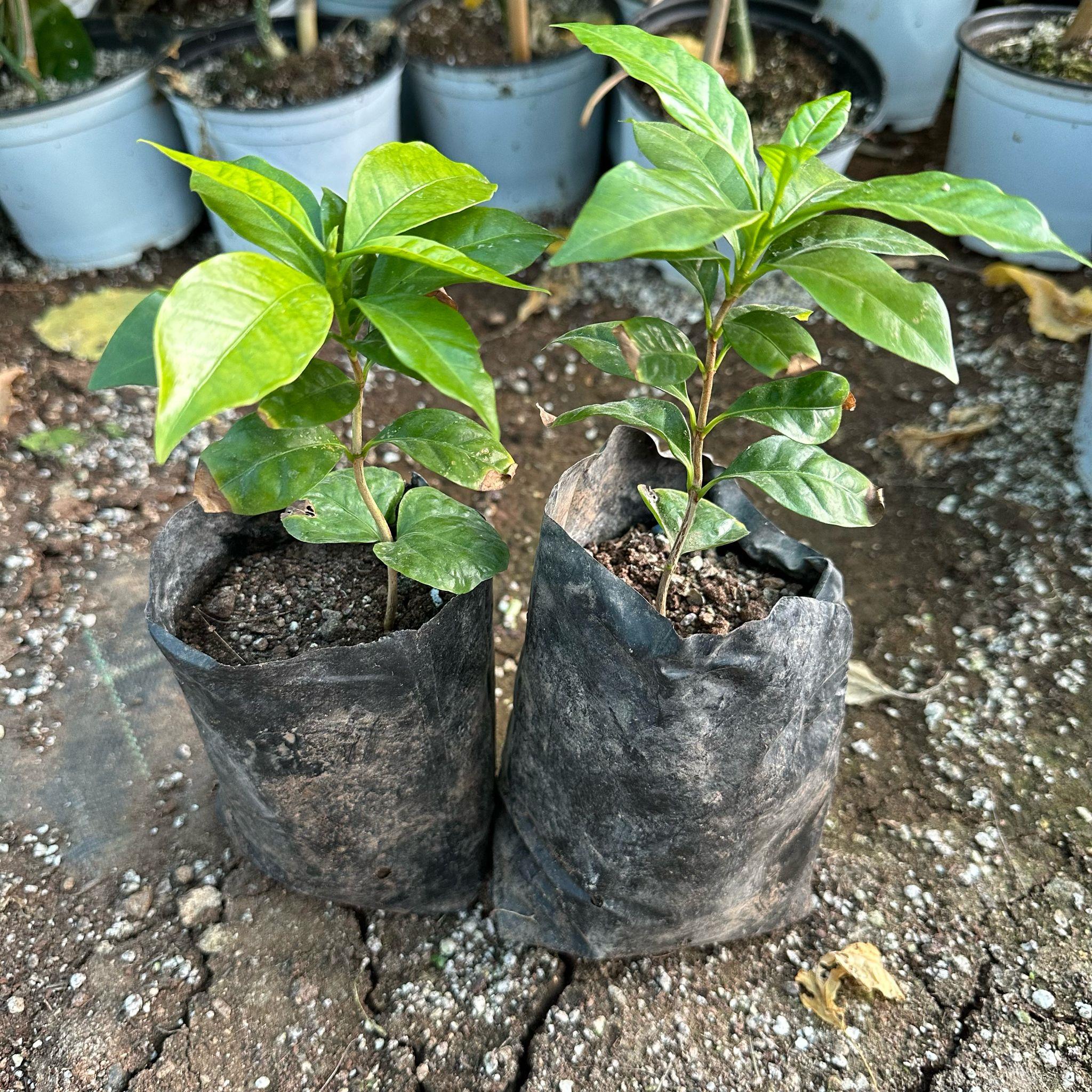 Sınırlı Sayıda Arabica Kahve Fidanı (Tüplü, Büyük Boy)