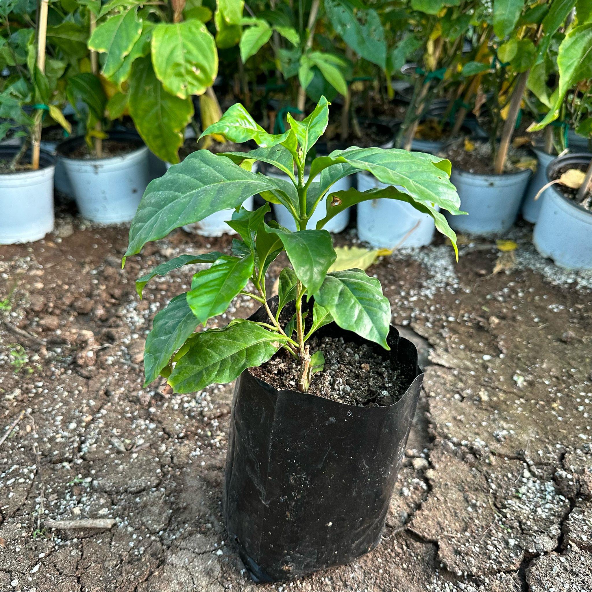 Sınırlı Sayıda Arabica Kahve Fidanı (Küçük Boy, Tüplü)