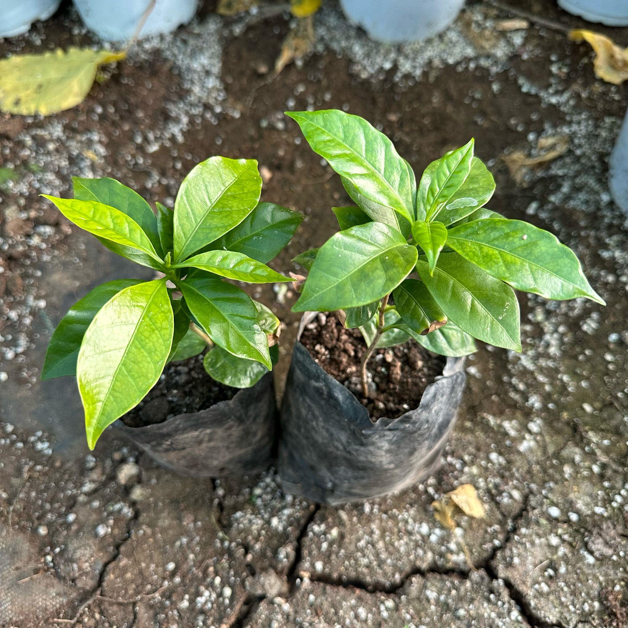 Sınırlı Stok Rabusta Kahve Fidanı (Küçük Boy, Tüplü)