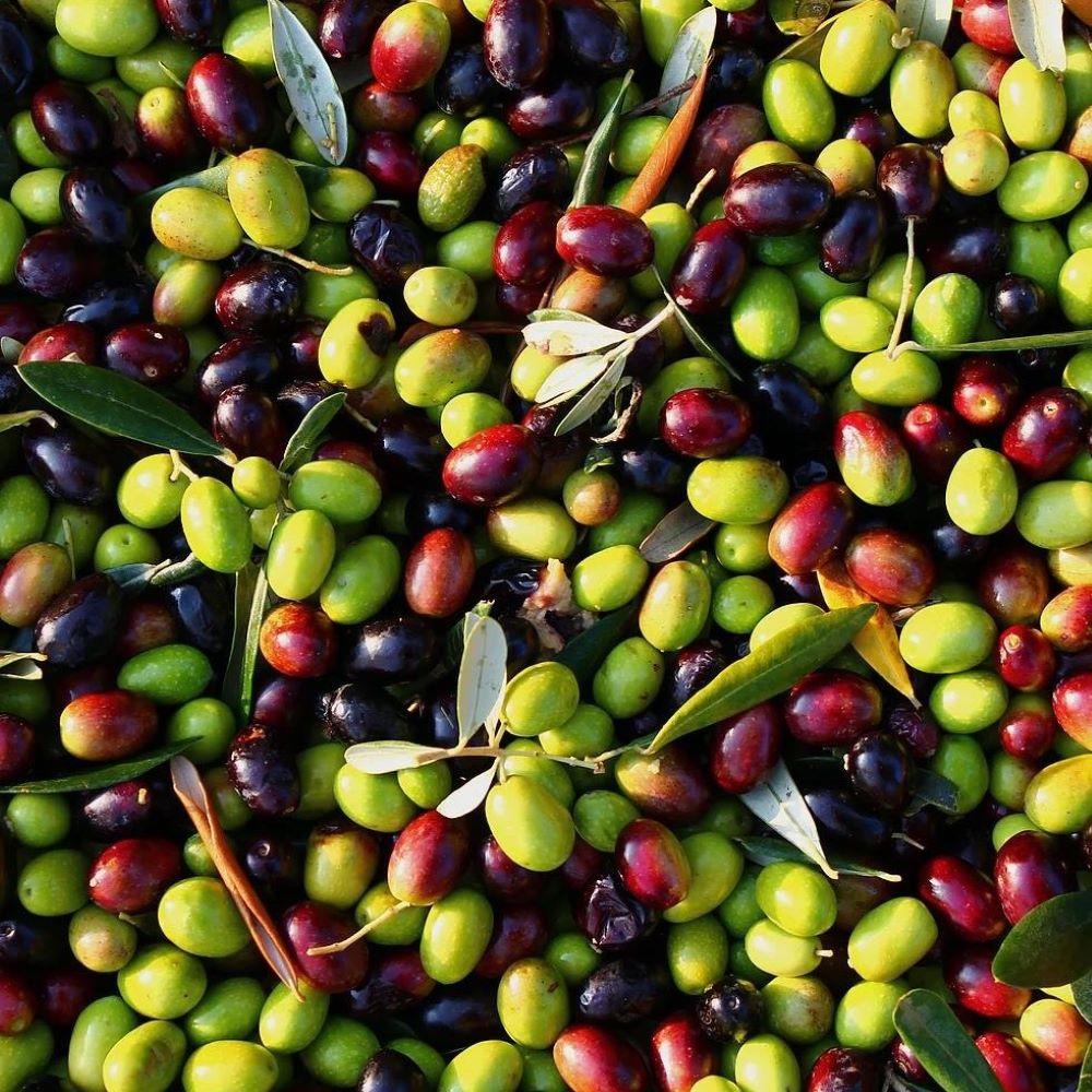 Tüm İklimlere Uygun Tüplü Sofralık ve Sıkımlık Ordu Zeytini Fidanı