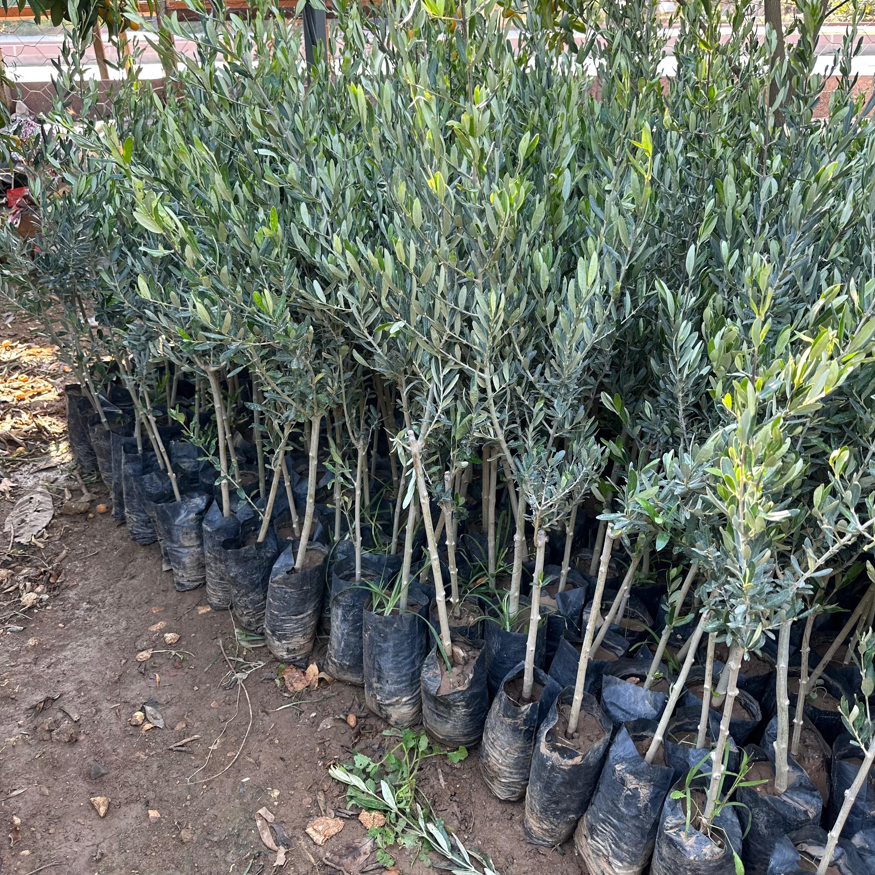 Tüm İklimlere Uygun Tüplü Sofralık ve Sıkımlık Ordu Zeytini Fidanı
