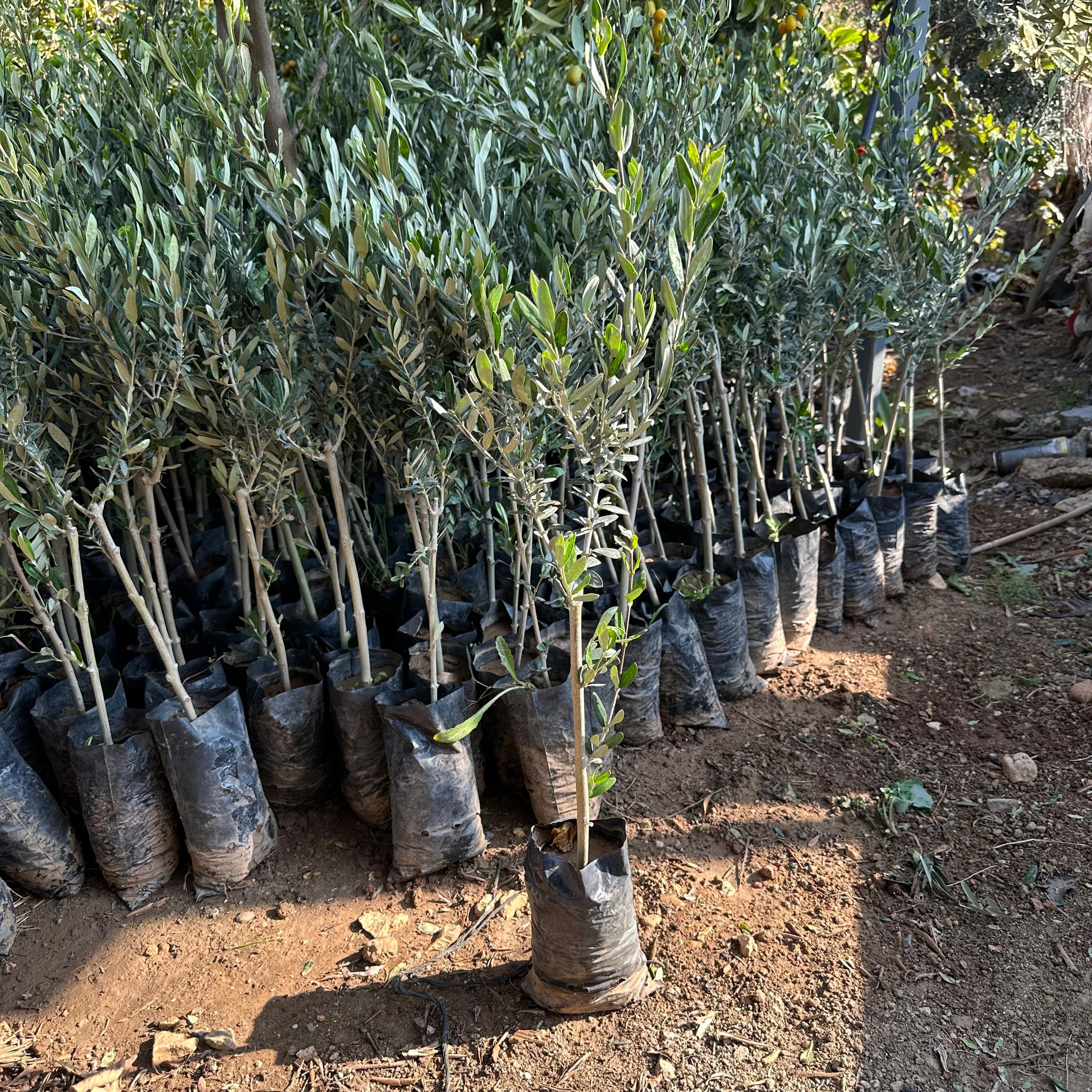 Sınırlı Sayıda Yağlık ve Sofralık Tüplü İspanya - Manzanilla Zeytini Fidanı