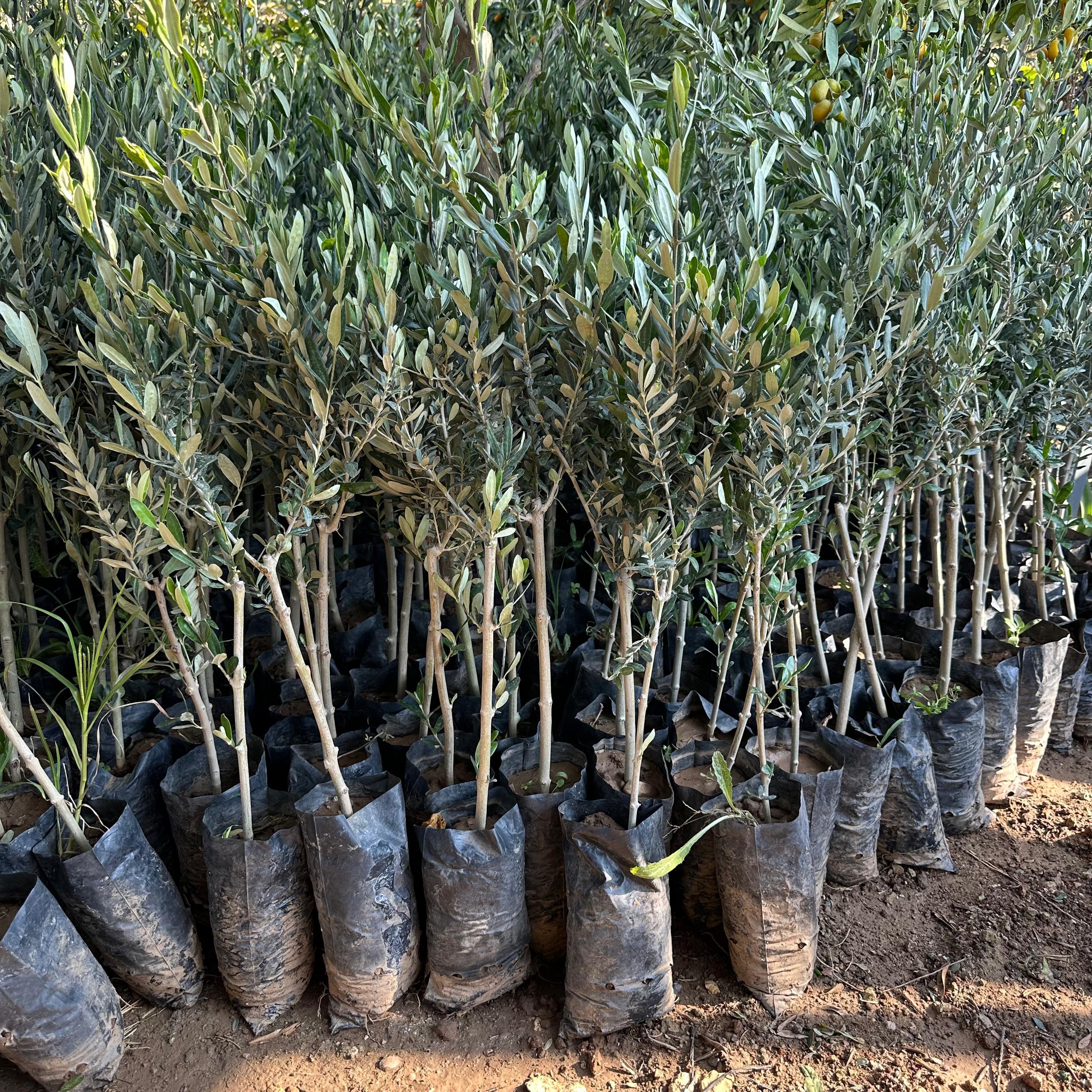 İthal Tüplü California Manzanillo Zeytini (ABD Menşeli) Fidanının