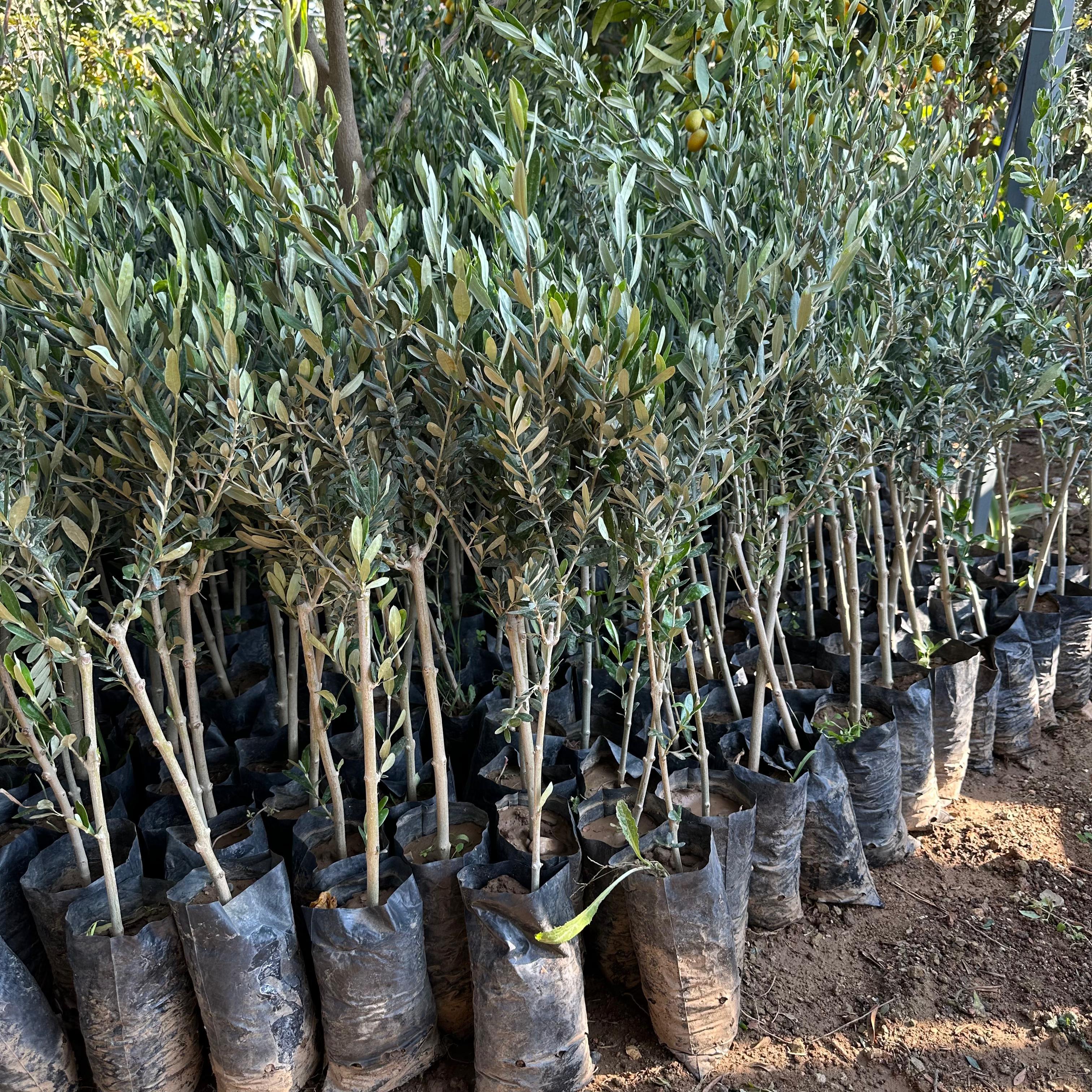 Tüplü Yabancı Menşei Yağlık ve Sıkımlık Avustralya–Ligurian Zeytini Fidanı