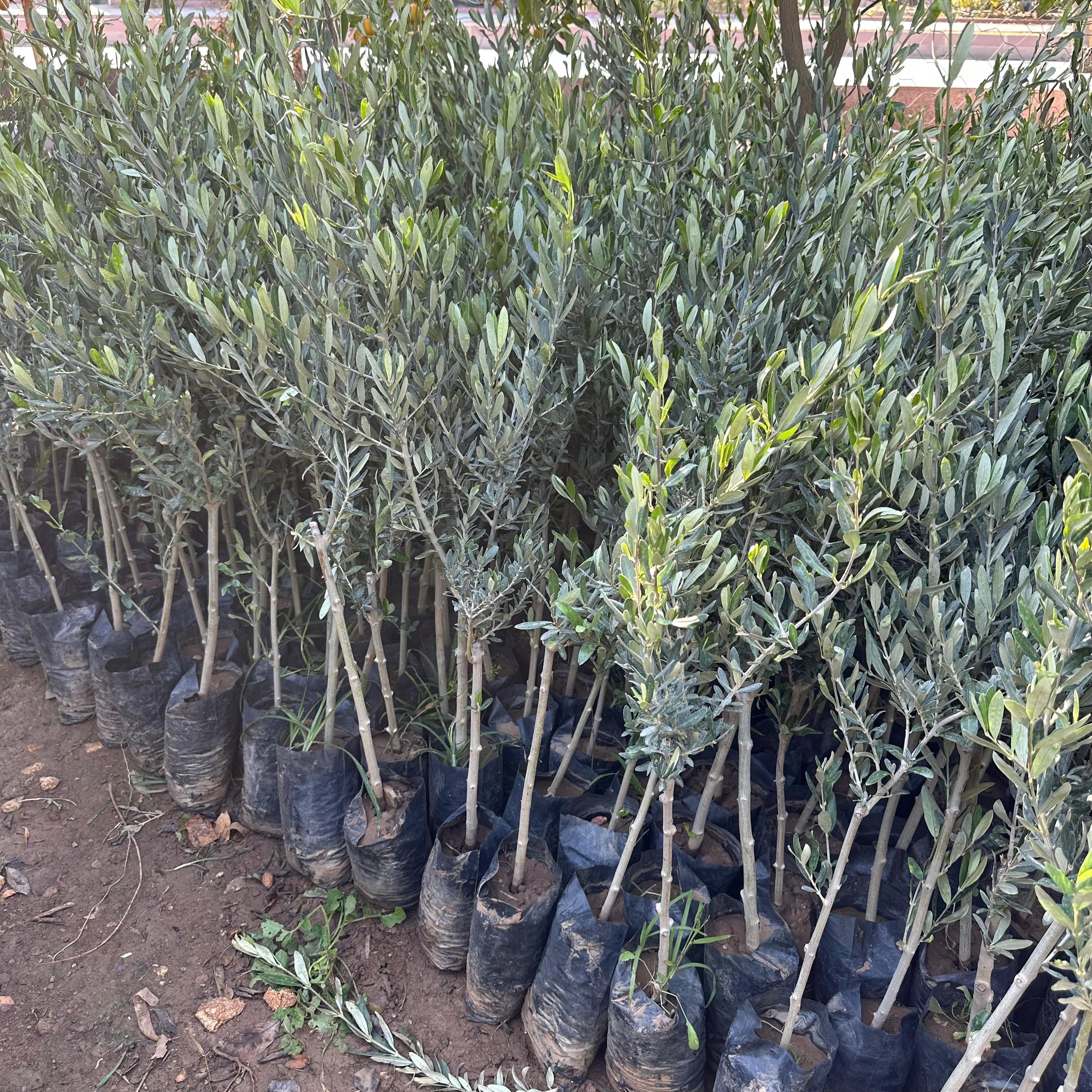 Tüplü İthal Sofralık ve Sıkımlık Yeni Zelanda Menşei- Leccino Zeytini Fidanı