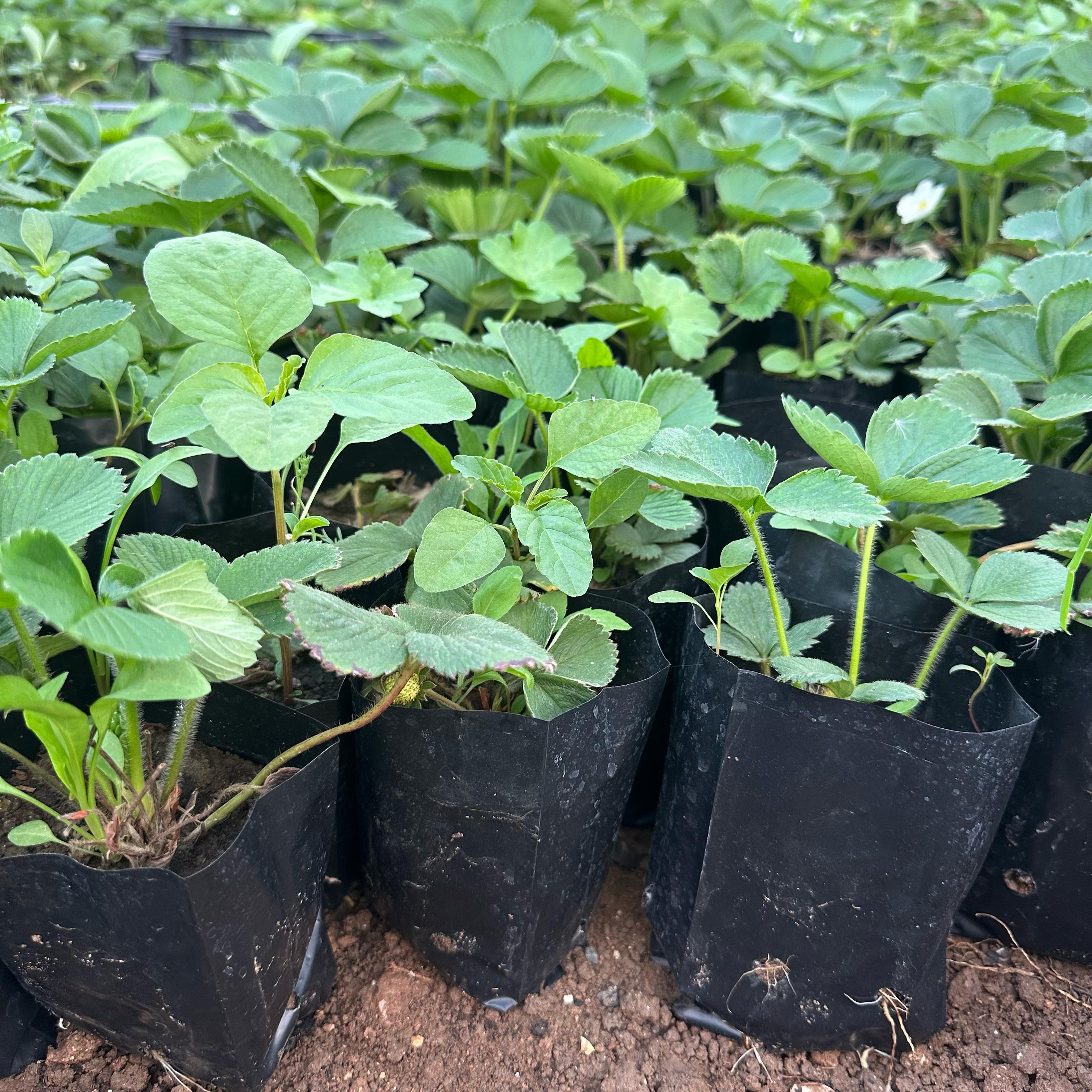 Natural Tüplü 5 Adet Tüplü Rubigem Çilek Fidesi
