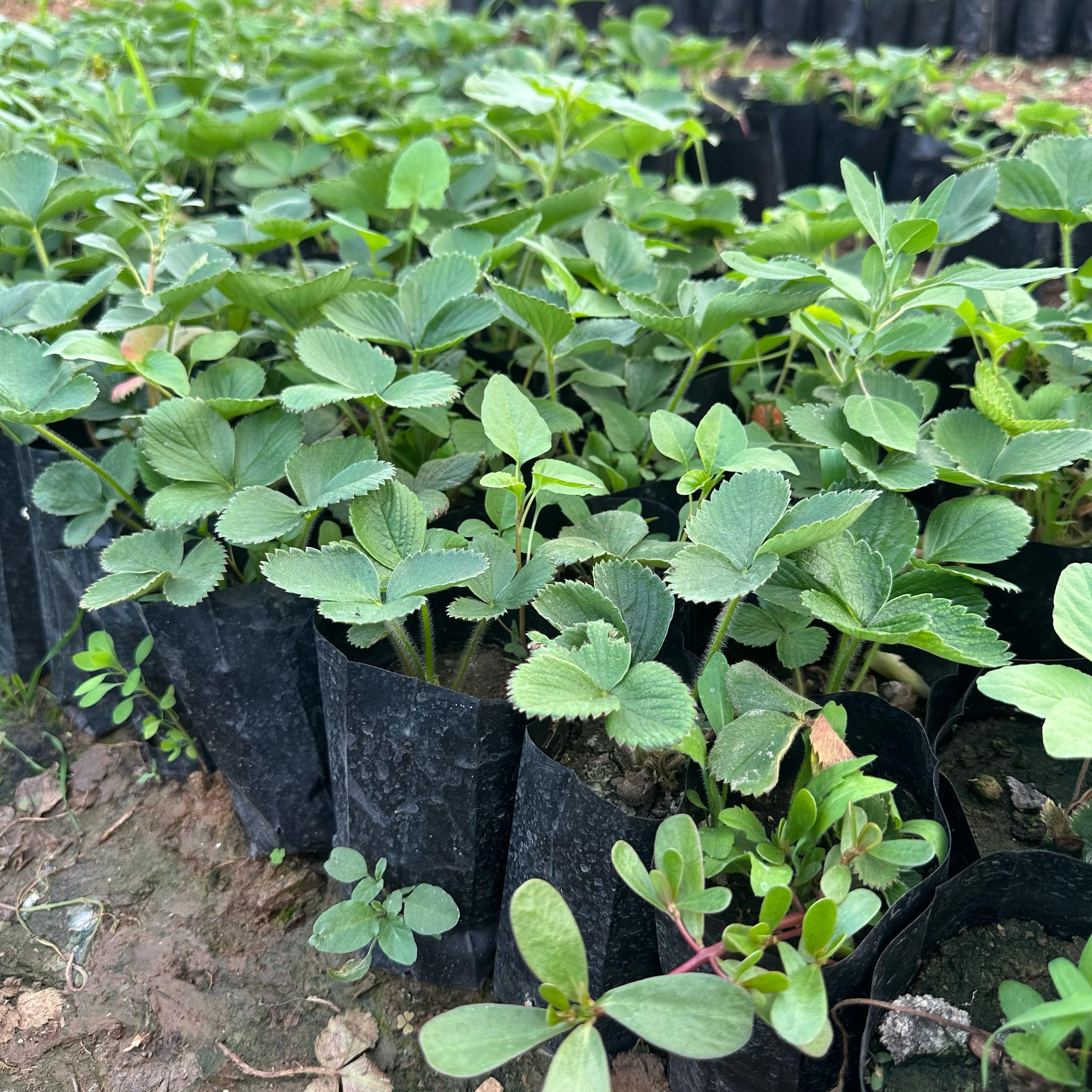 Doğal 10’lu Paket Tüplü Yediveren Çilek Fidesi