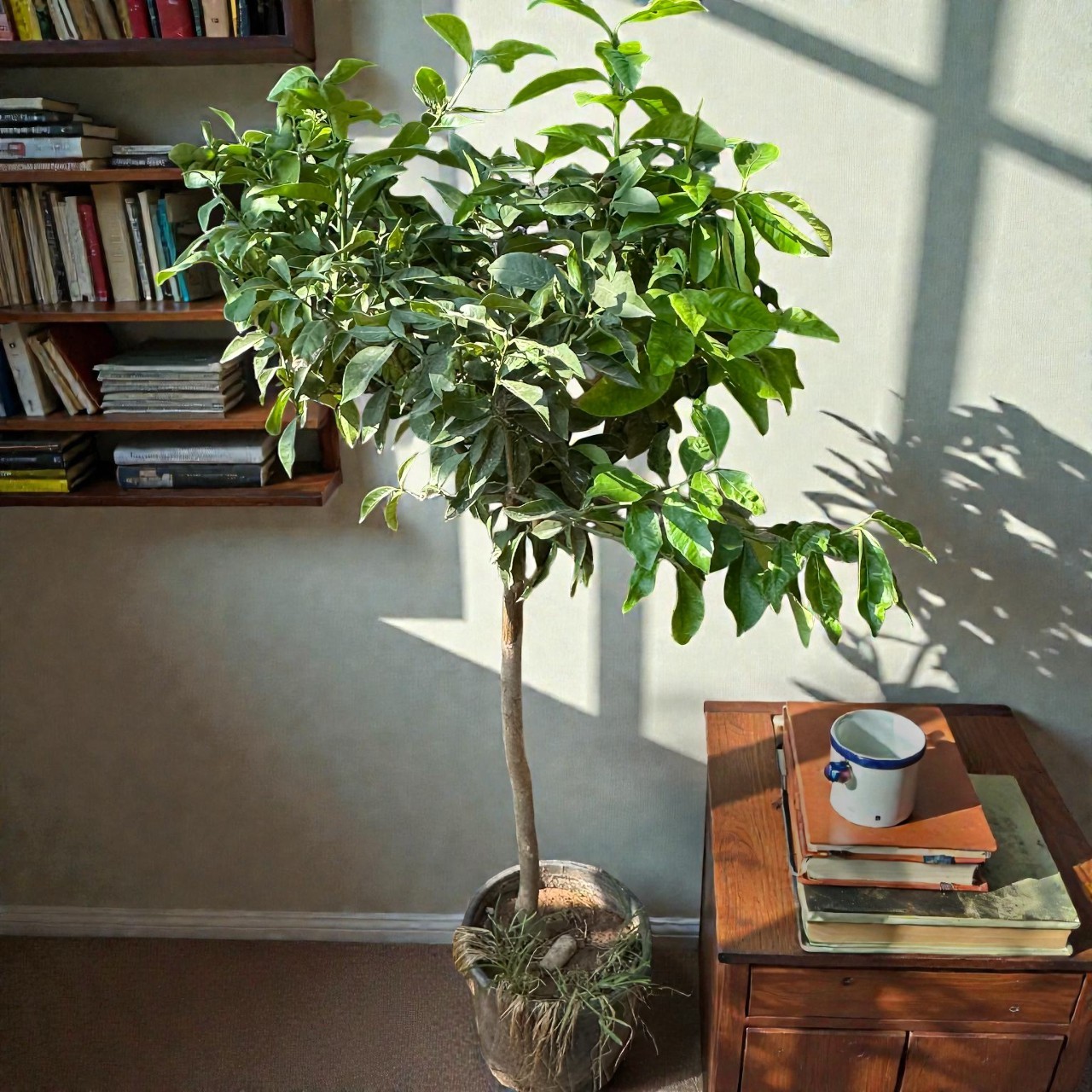 HEMEN Meyve Veren DEV BOY Limon Ağacı Fidanı (150 cm) – Saksılı, 7 Yaş