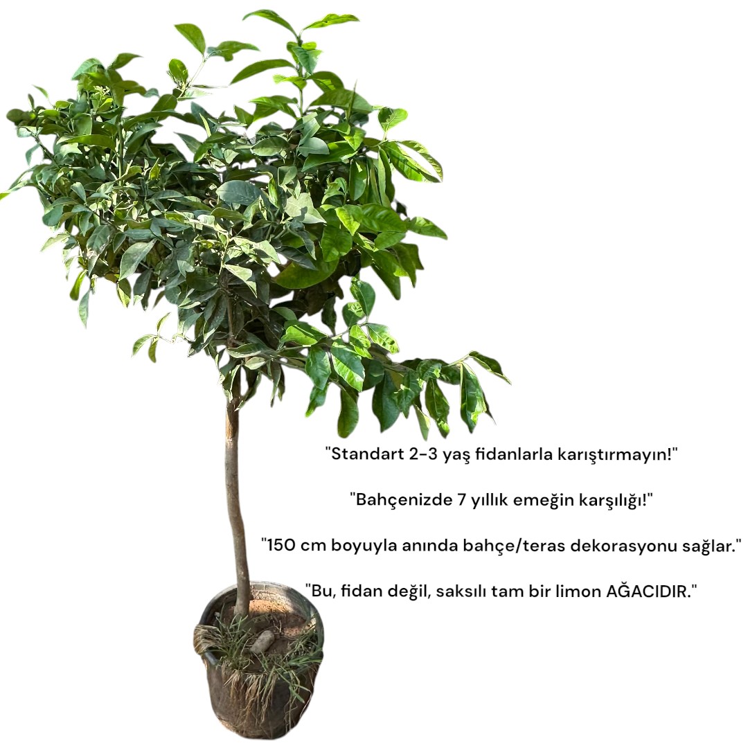 HEMEN Meyve Veren DEV BOY Limon Ağacı Fidanı (150 cm) – Saksılı, 7 Yaş