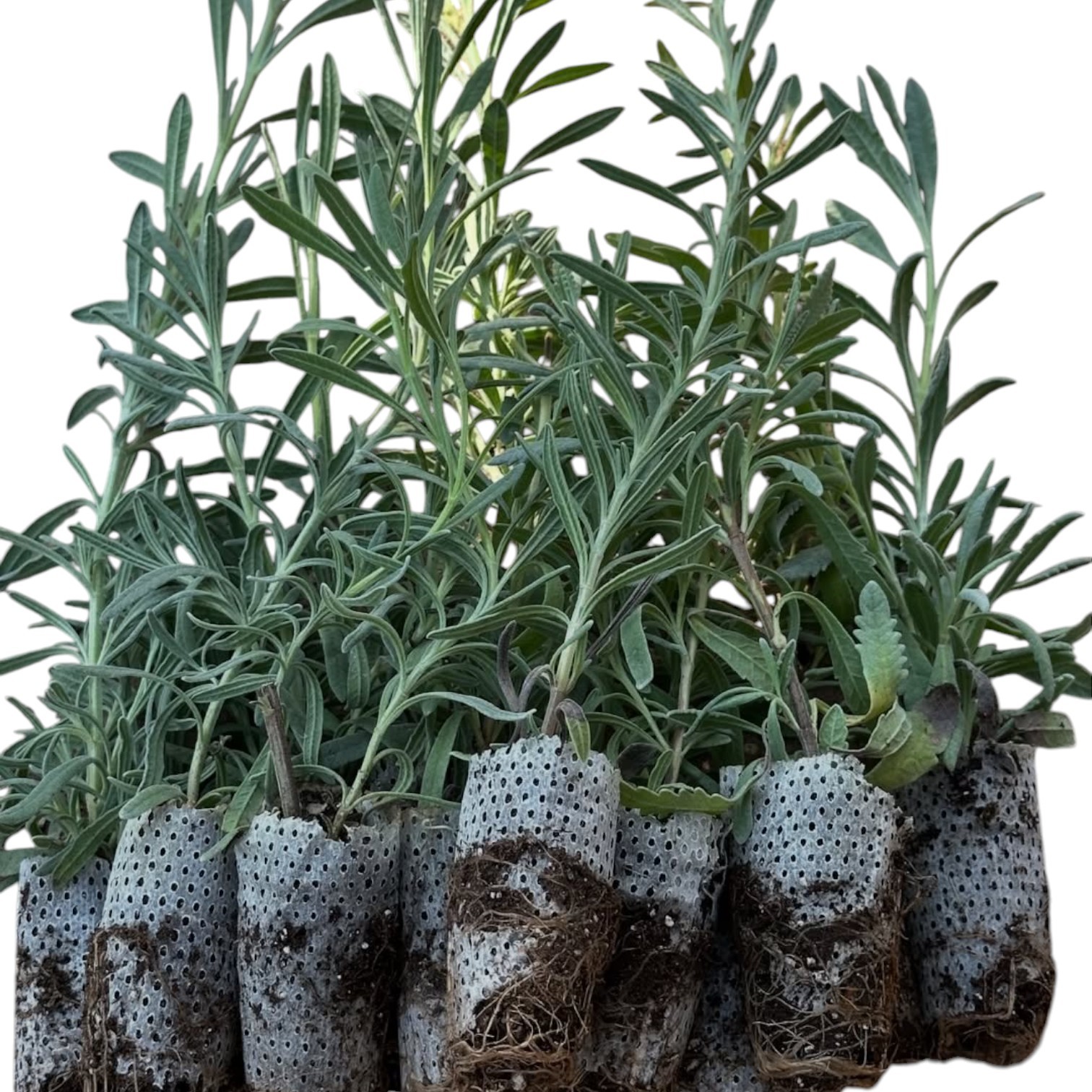 10’lu Paket Premium Lavanta Fidesi: Paper Pot Teknolojisi ile Maksimum Kök Verimi