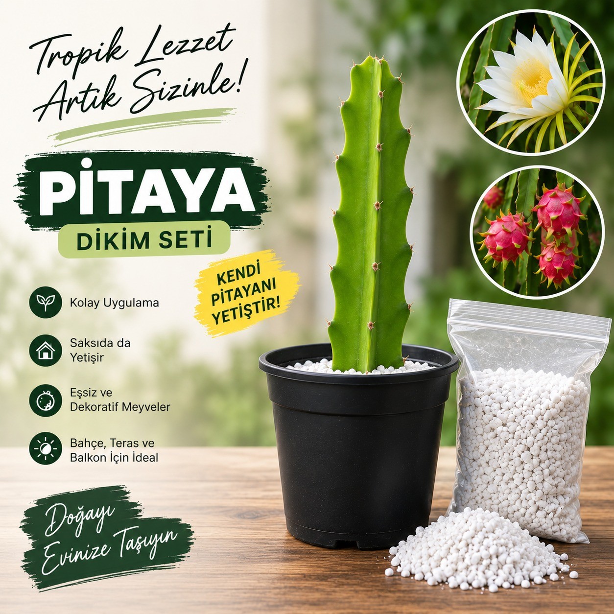 Pitaya Ejder Meyvesi Köklendirme Seti 20-30 cm Çelik + Saksı + Perlit