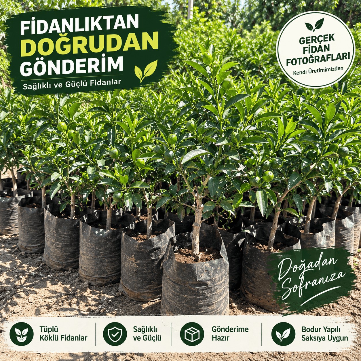Saksıda Yetişen Kamkat Fidanı – Tüplü Kumkuat Meyve Ağacı, Balkon ve Teras İçin Uygun