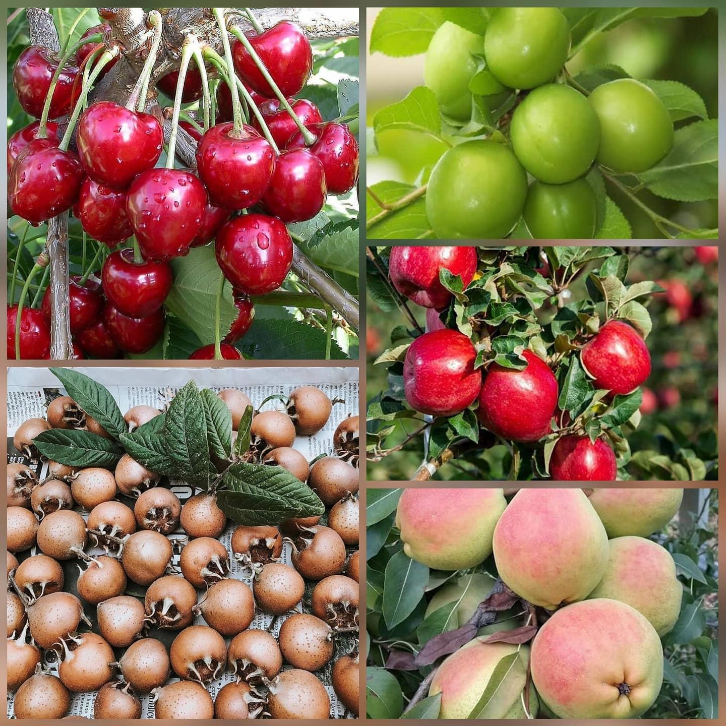 5 li Aşılı Meyve Fidanı Pakedi (Armut, Elma, Muşmula, Kiraz ve Erik)