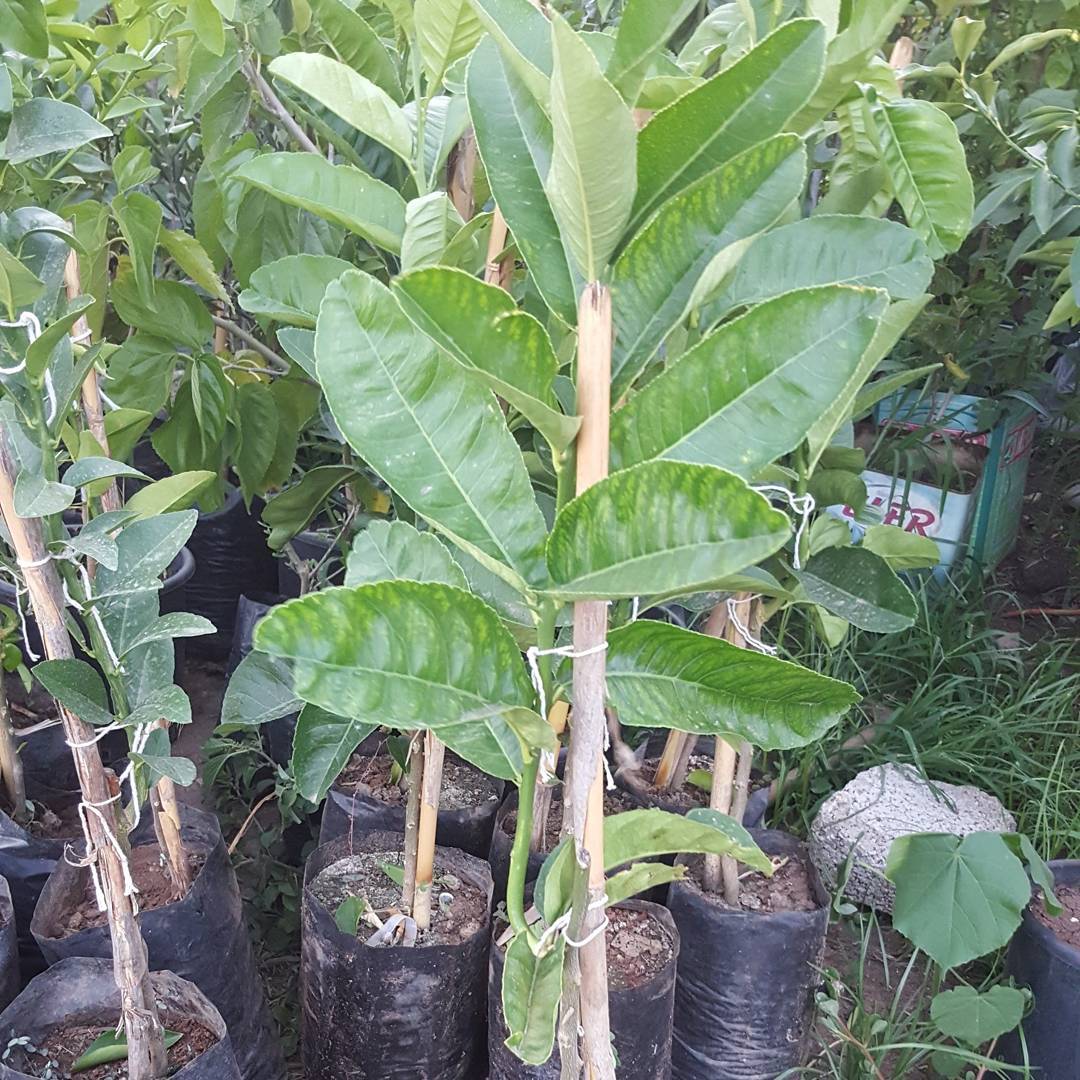 3 Yaş Aşılı  Tropikal Budanın Eli Fidanı, Torbada