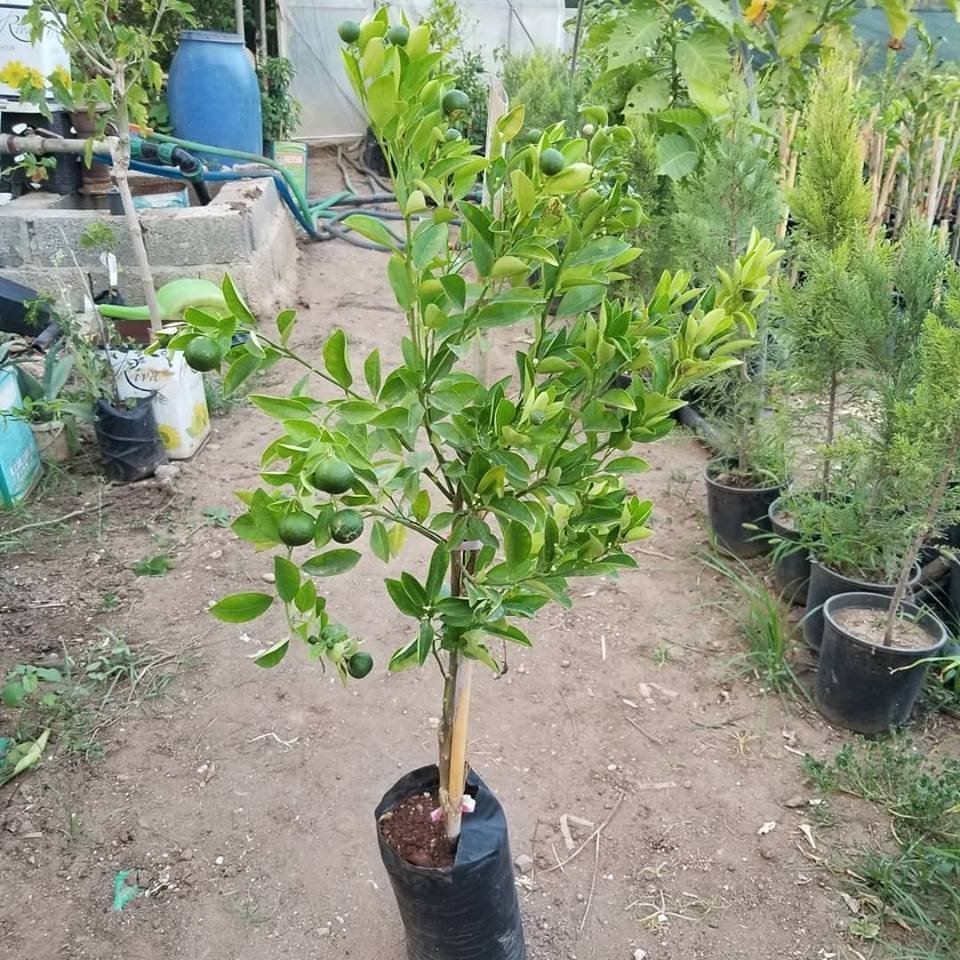 4 Yaş Aşılı Calamondin Süs Mandalinası Fidanı, Torbada