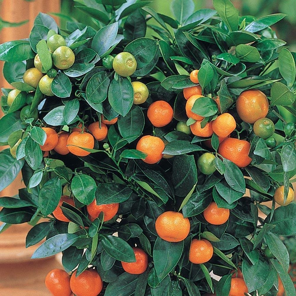 6 Yaş Aşılı Calamondin Süs Mandalinası Fidanı, Saksıda