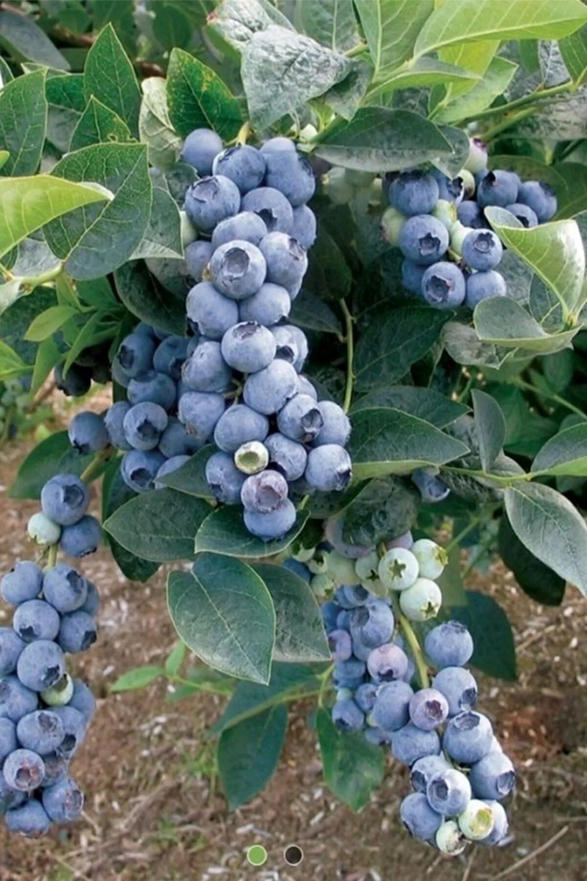 Köy Yaban Mersini Saksılı Blueberry Cok Dallı