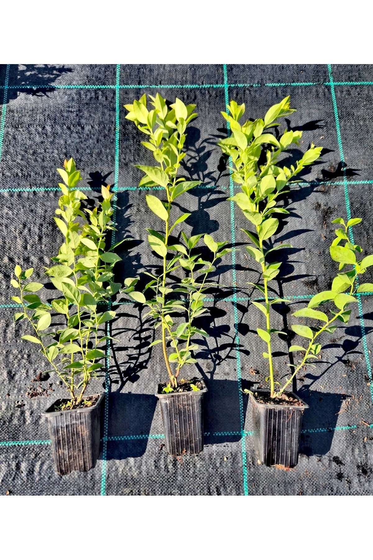 Köy Yaban Mersini Saksılı Blueberry Cok Dallı