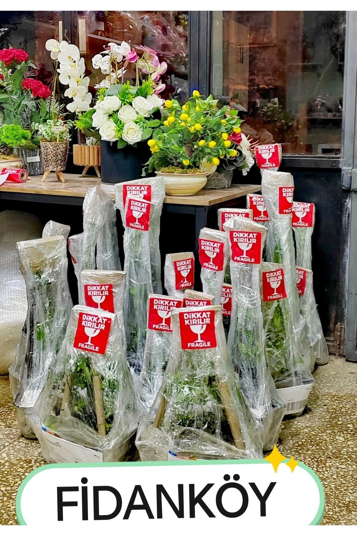 Köy Yaban Mersini Saksılı Blueberry Cok Dallı
