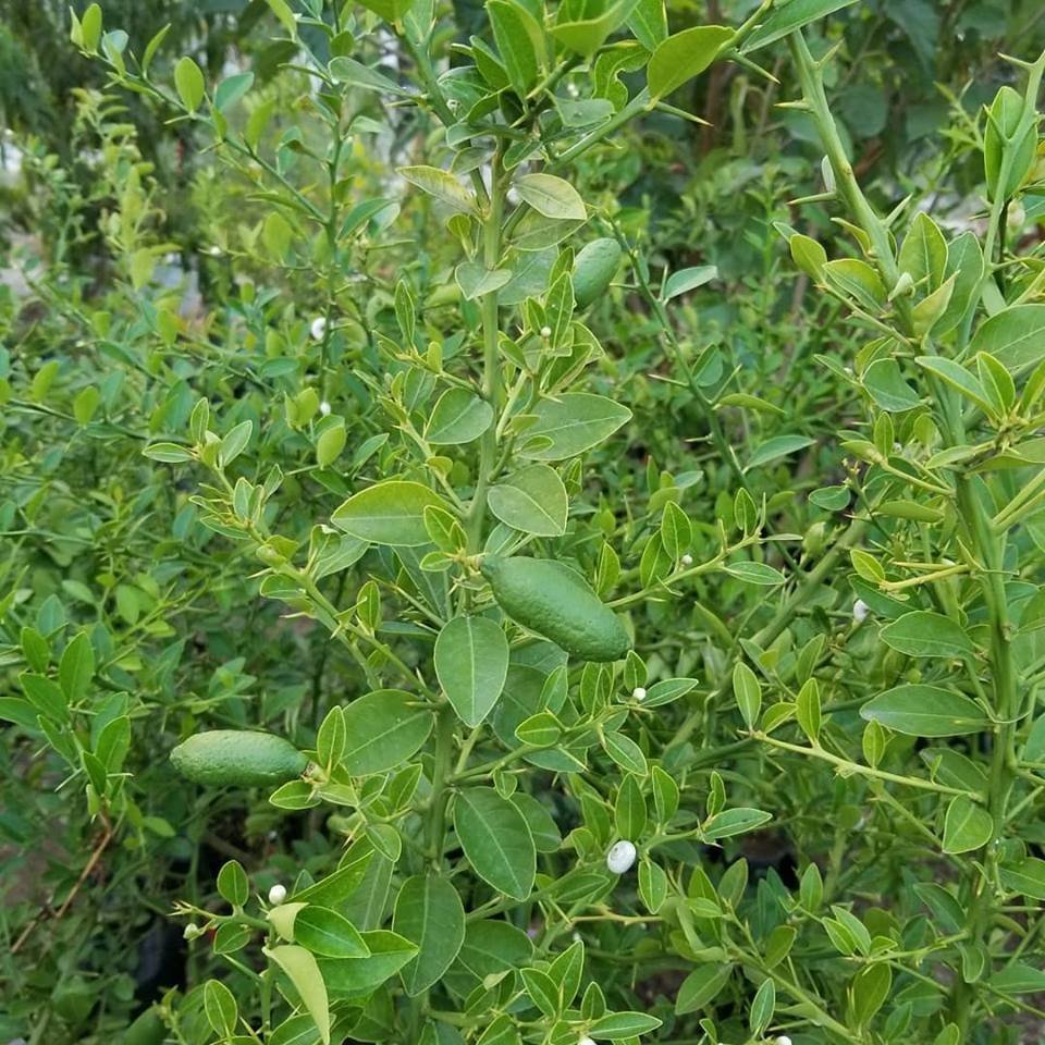 6 Yaş Aşılı Finger Lime Parmak Limon Fidanı, Torbada