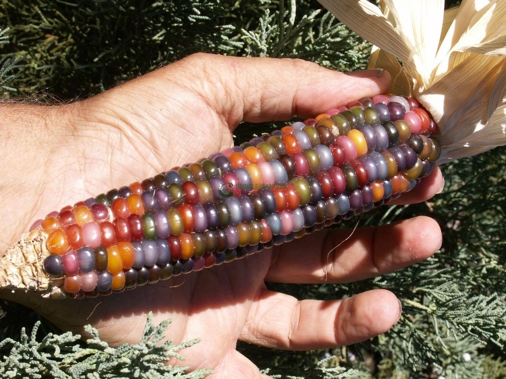 Yerli Gökkuşağı (İndian Rainbow Corn) Mısır Tohumu (15 Adet)