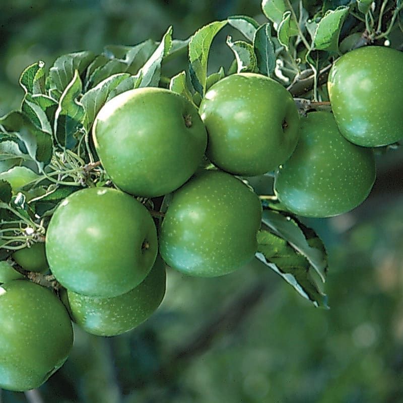 3 Yaş, Aşılı Elma Fidanı GRANNY SMITH, Torbada