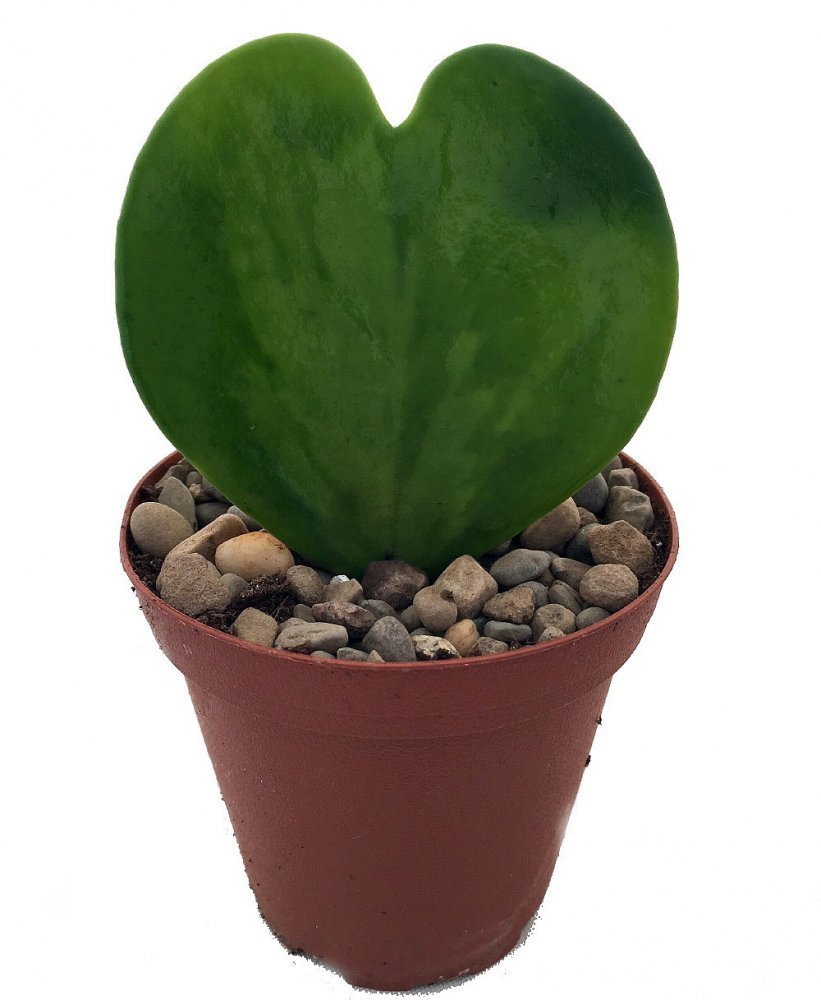 Hoya Kerrii (ŞANS KALBİ) Çiçeği, 5.5 cm Saksıda