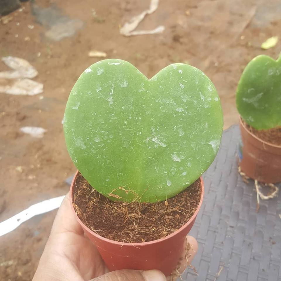 Hoya Kerrii (ŞANS KALBİ) Çiçeği, 5.5 cm Saksıda