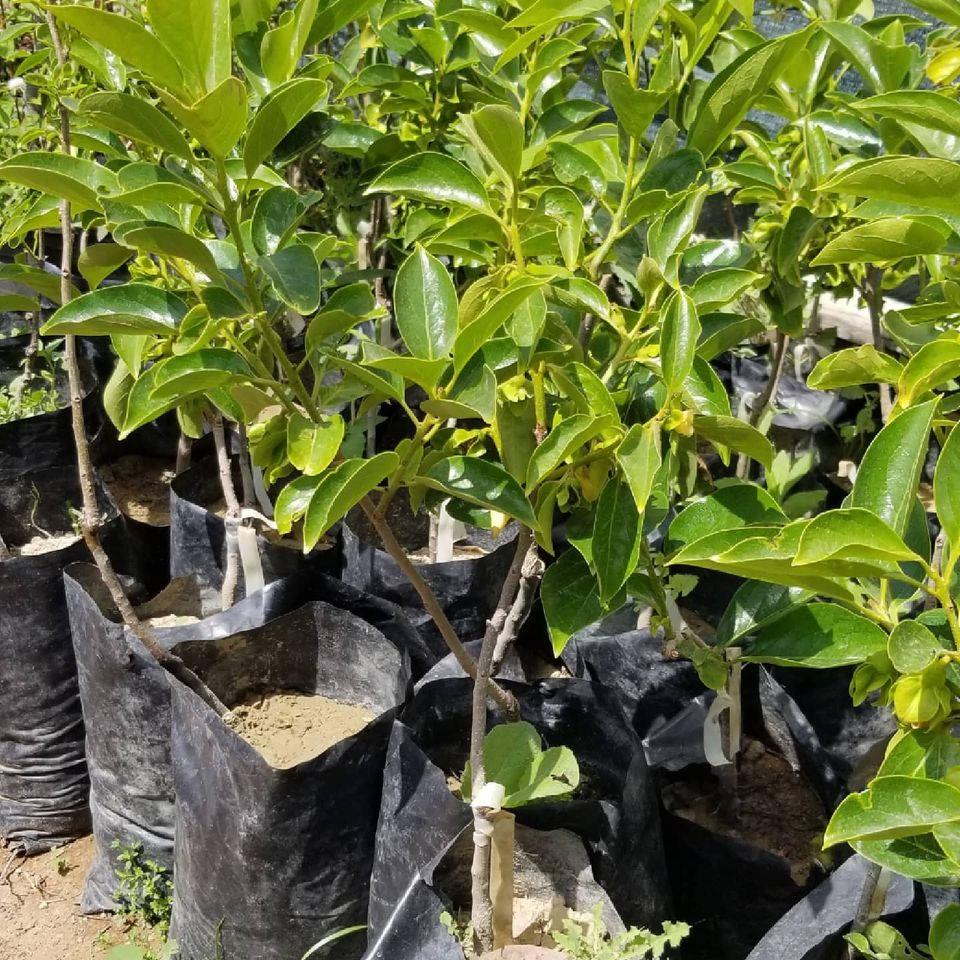 Aşılı Trabzon Hurması Cennet Elması Fidanı, Torbada