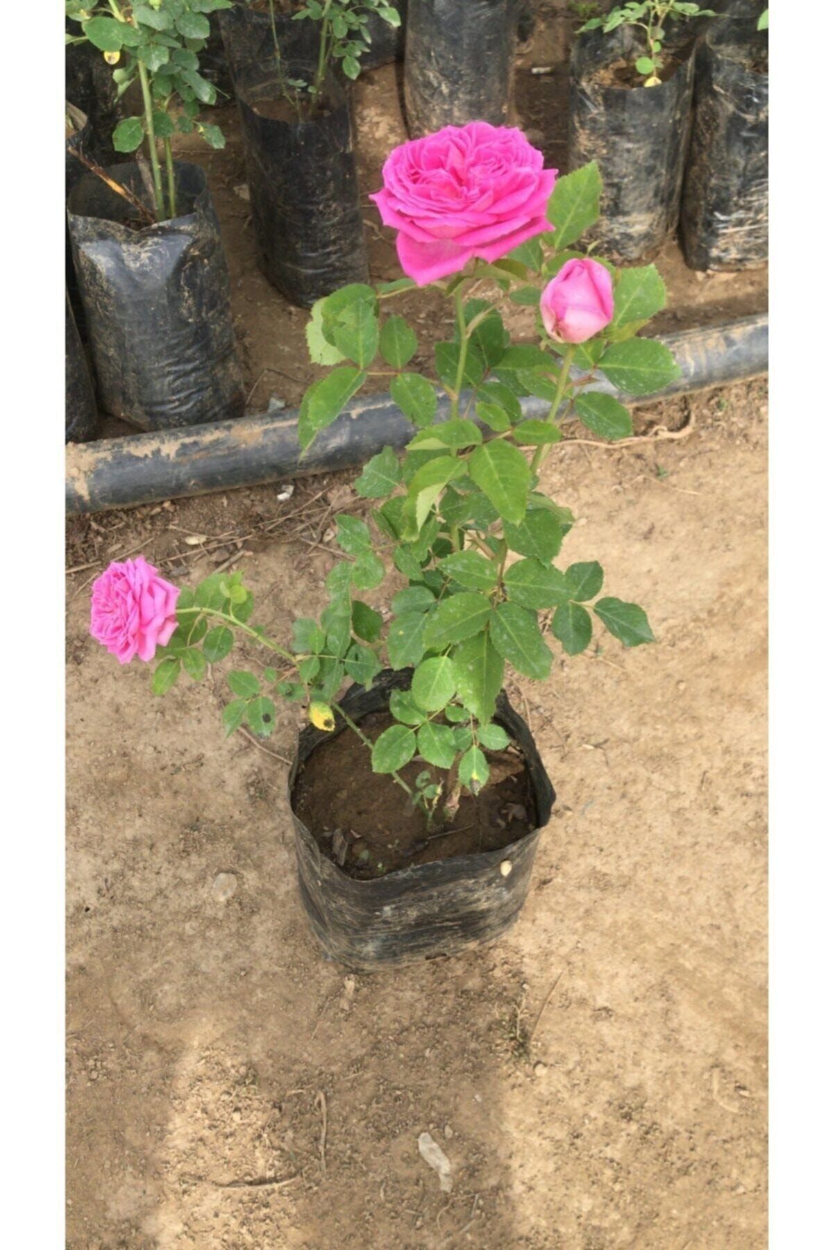 Bol Kokulu Gerçek Isparta Gülü Fidanı 10-20 Cm