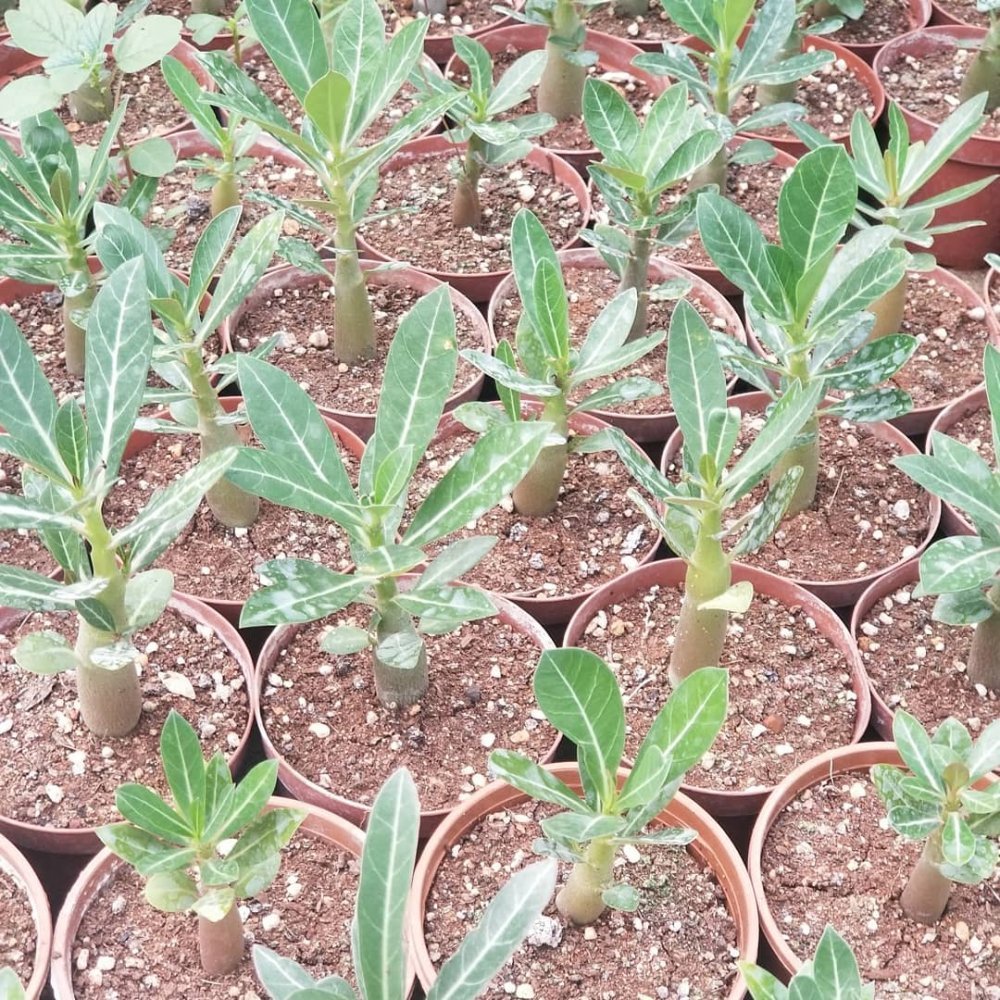 Kırmızı Adenium Çöl Gülü Çiçeği Fidanı