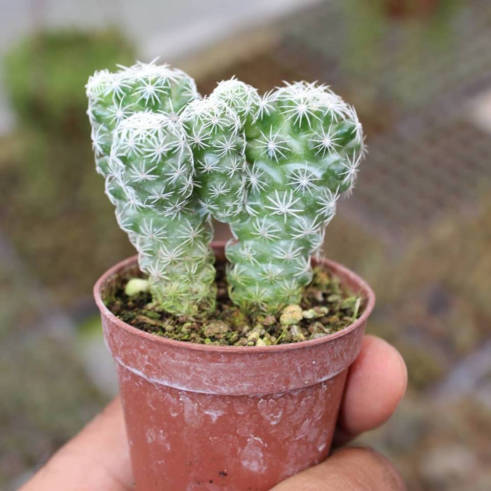 Mammillaria Gracilis Kartopu Kaktüs 5.5 Cm Saksıda