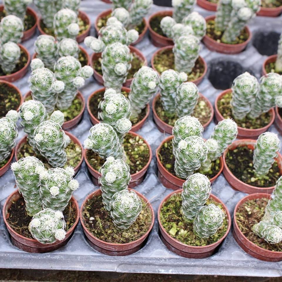 Mammillaria Gracilis Kartopu Kaktüs 5.5 Cm Saksıda