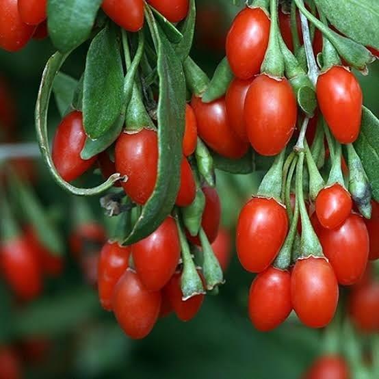 Saksıda jumbo İri Taneli Gojiberry Fidanı